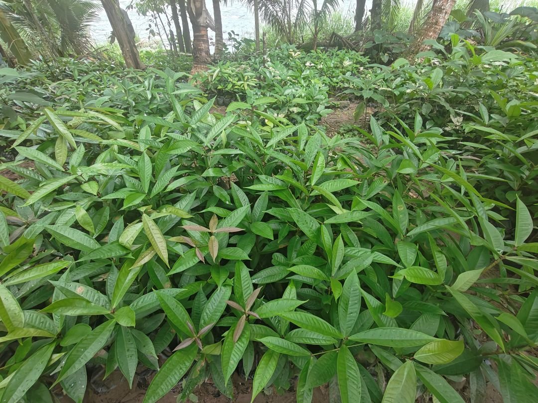 Rows of healthy Otaheite Apple seedlings at Jamaica Nursery