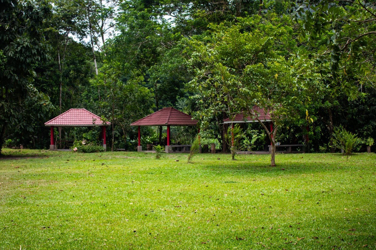 Rows of seedlings on nursery ground in Jamaica